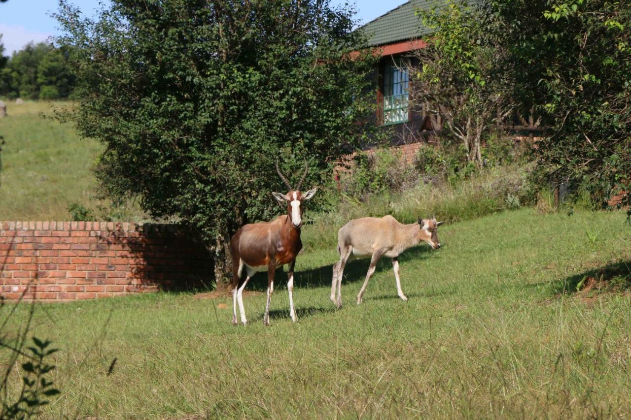 Malolotja Log Cabins Mbabane Ngoại thất bức ảnh